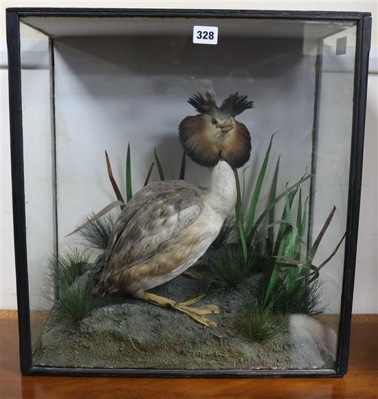 A taxidermy Great Crested Grebe Width 44cm. Height 51cm.